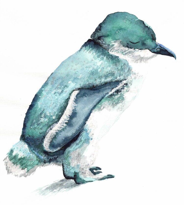 Little Blue Fairy Penguin Watercolor Digital Print
